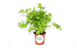 Simply Fresh Parsley-PP   Box  1 pcs